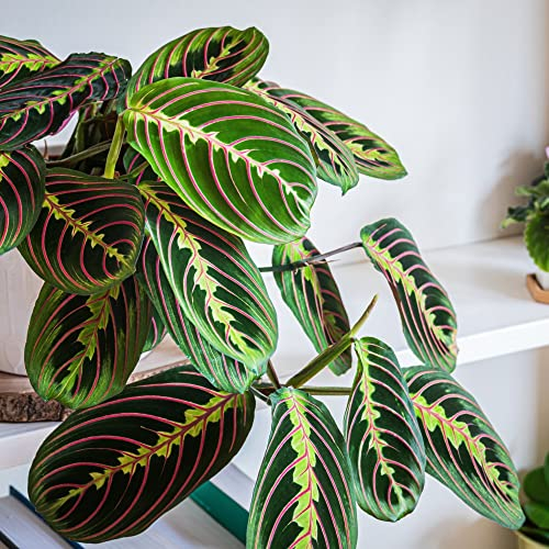 Houseplant Prayer Plant Maranta leuconeura 'Fascinator' Tender Perennial Leaves Close At Night Easy to Grow Your Own Indoor Colourful Foliage House Plants 8.5cm Potted Plants By Thompson and Morgan