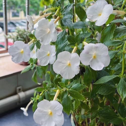 semi di achimenes, perenne resistente tappezzante Semi Achimenes ornamentali decorazione luoghi soleggiati giardino roccioso 220pcs