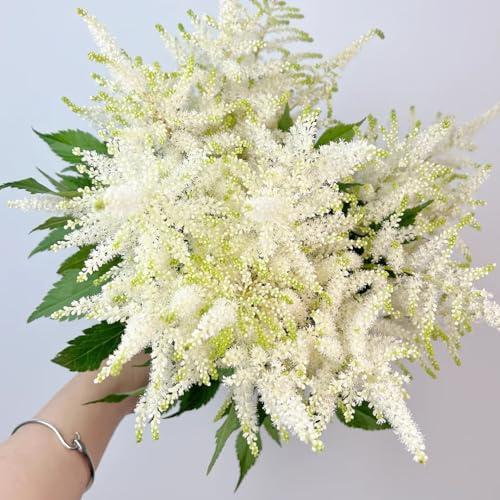 Semi resistenti di Astilbe, perenni resistenti Magnifici, Le da giardino roccioso sono giardino 80pcs