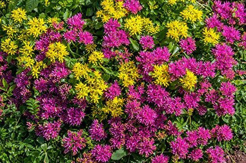 Sedum Summer Glory(70) + Sedum Kamtschaticum 70 Seeds -2 Packets, Amazing Bicolour Display
