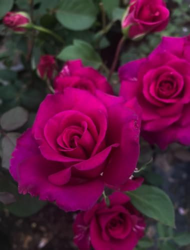 Scented Rose BlackBerry Nip Deep Plum Purple Blue Bush Rose Plant in A 3Lt Pot-Fragrant Rose