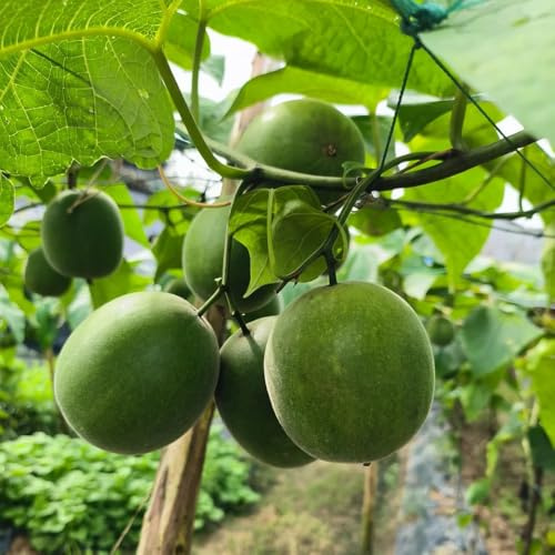Semillas de Siraitia Grosvenorii, comprar para lugares soleados semillas de silvestres regalos para jardineros fresca resistentes 30pcs