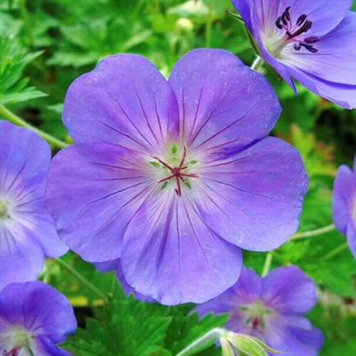storchschnabel bodendecker winterhart mehrjährig blumensamen kaufen blumensaat wildkräuter blumenwiesensaat wildblumensamen herbstaussaat frühlingsblumen blumenbeet balkon frühblüher 700samen