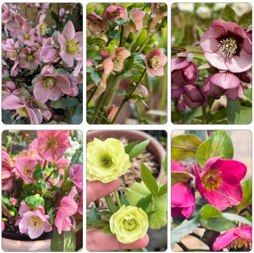 christrosen schnittblumen balkonpflanzen frühling blumenbeet balkon dekopflanze exotische zimmerpflanzen biosaatgut bonsai topf wildblumen balkonblumen blumenstauden winterhart 300samen