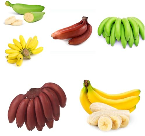 bananenbaum - bananen gartenpflanzen winterhart mehrjährig bananensamen hecken sträucher deko wohnzimmer nachhaltige geschenke topfpflanzen draußen winterhart blühend 65samen