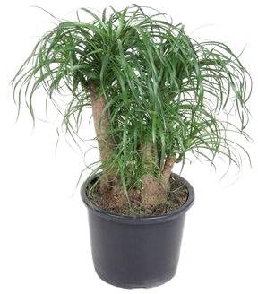 Fresh Plants - Nolina - Pied d'éléphant XXL - pot Ø 32 cm - hauteur 90 cm