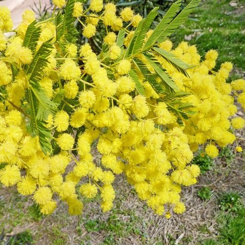 mimosen gartenblumen mehrjährig winterhart pflanzenkübel topfpflanzen bodendecker winterhart mehrjährig wildkräuter gartendeko für draußen bonsai topf grünpflanzen biosaatgut 550samen