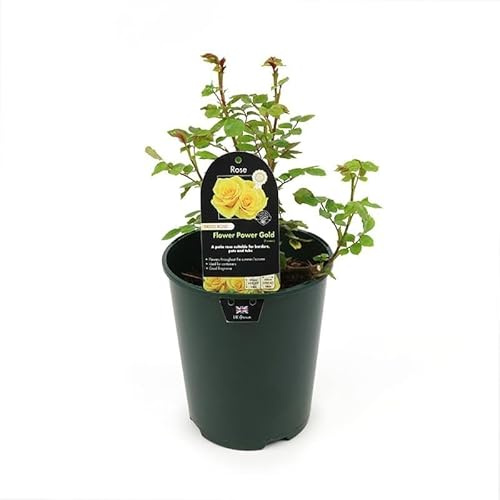Rosal Exterior Amarillo Natural Planta Resistente y Fácil de Cuidar