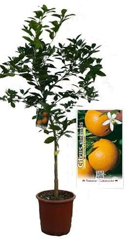 Naranjero Árbol Natural para Terraza y Jardín Buen Tamaño