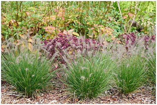 Stauden Gänge 1 x Pennisetum alopecuroides 'Piglet' Zwerg Lampenputzergras | Niedriges Ziergras für Sonne bis Halbschatten, Blüte August bis Oktober, mehrjährig, 1 L Topf (11x11 cm)