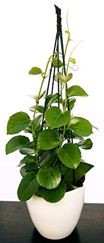 POWERS TO FLOWERS - CISSUS ROTUNDIFOLIA PIRAMIDE IN VASO CERAMICA BIANCO, pianta da interno, pianta vera