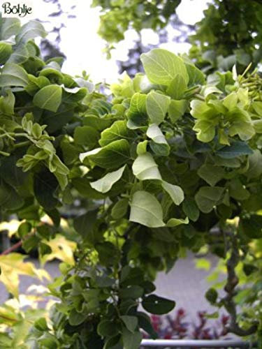 Zwerg-Korkenzieher-Robinie Twisty Baby - Robinia pseudoacacia Twisty Baby - 40-50cm