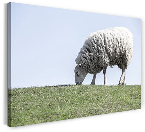 Printistico Leinwandbild (120x80cm) Schaf, Gras Weide Bauer Herde, kühle Farbe, Tier-Fotos, Natur-Fotografie, echter Holz-Keilrahmen inkl. Aufhänger, handgefertigt in Deutschland
