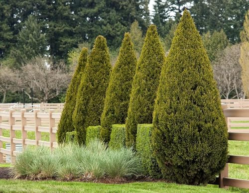 Spartan Juniper | 20 Live Trees | Juniperus Chinensis | Evergreen Privacy Screening Plant