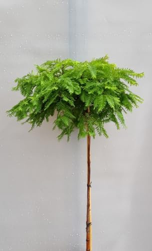 Metasequoia Matthaie - Secoya, tronco alto, 40-60 cm