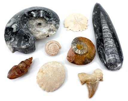 Fossilien Set - Sammlung von 8 echten, verschiedenen Versteinerungen