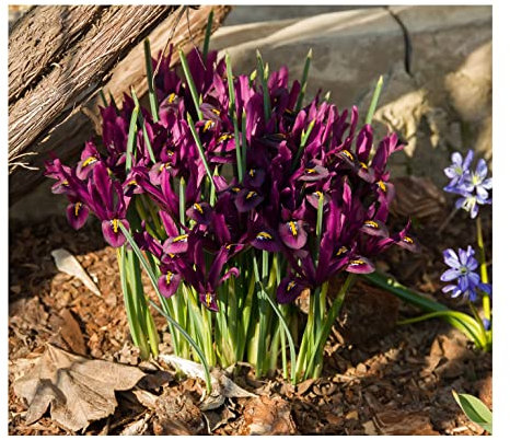 Oliwier's Bulbs 10x Iris Reticulata Pauline Bulbs Dwarf Miniature Purple Flowers Ideal For Rockeries Pots Borders Hardy Early Spring Garden Perennial