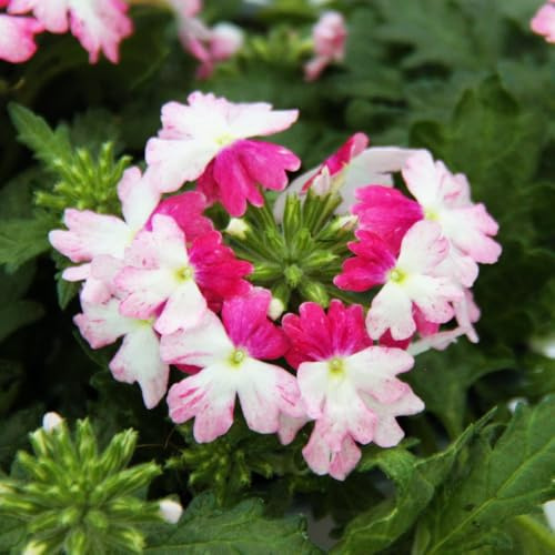 Eisenkraut hängend - Verbena - 12cm Topf - Set mit 3 Pflanzen - rosa