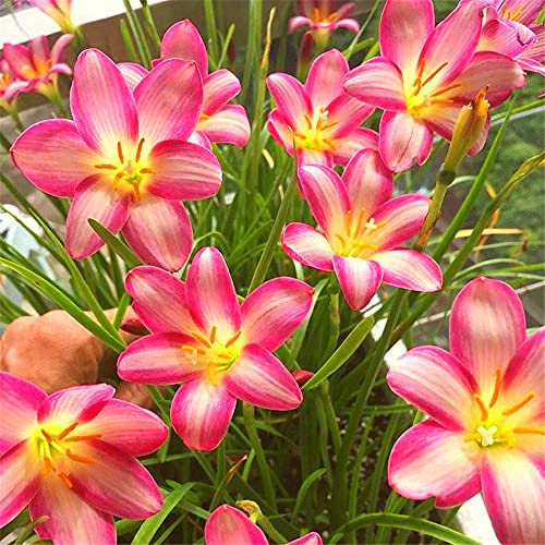 Lampadine a giglio di pioggia Hardy s Quattro Stagioni Piantare Balcone Splendide Bulbs-20 Lampadine:Seeds