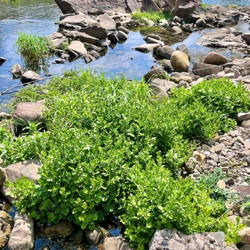 semi di crescione - crescione verdi da giardino aromatiche aromatiche, invernali d'appartamento rare semi di per medicinali 600semi