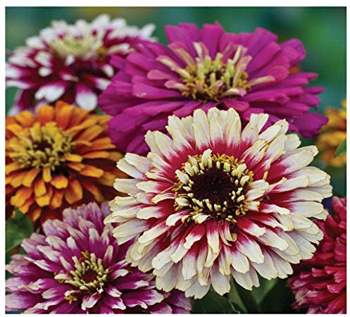 PREMIER SEEDS DIRECT - Zinnia Seeds - WHIRLYGIG Mix- 3 GRAM ~ Approx 450 Finest Seeds