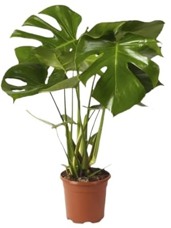 Monstera la Planta Natural de Interiores y Exteriores