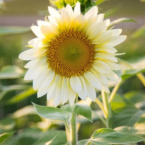 Sonnenblume, Lange Blütezeit, Riesen Sonnenblumen, Winterhart, Magic of Nature, Farbtraum, 1000pcs-h