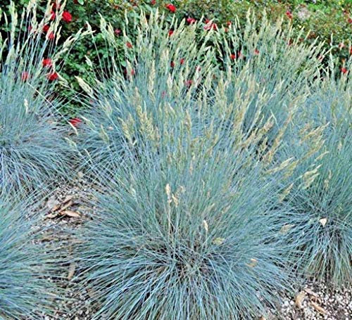 50 Blue Fescue Ornamental Grass Seeds - Festua Glauca/Elijah Blue - 50 Seeds