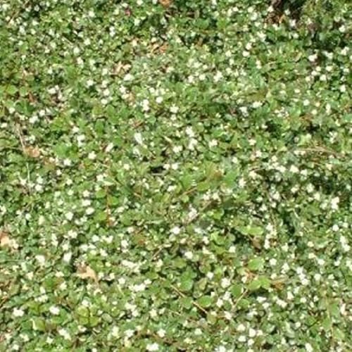 6x Cotonéaster de Dammer 'Major' – Cotoneaster dammeri 'Major' godet 9x9 cm | Couvre-sol rustique, feuillage persistant, fleurs blanches & baies rouges