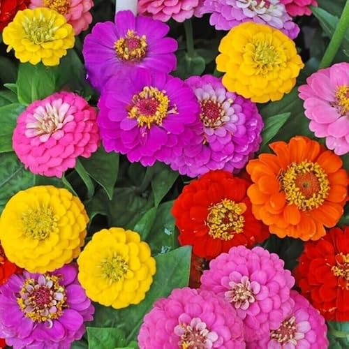 Zinnia Dahlia 'Super Yoga' - 130 Seeds (Zinnia elegans) + Freebie + Plant tag