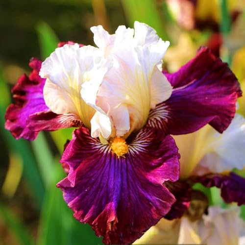 Iris Bulbs-Iris Bulbs for Planting Now UK,Wedding Flowers,Garden Flowers,Hardy Perennial,Plant Bulbs-4bulbs-d