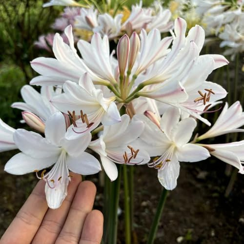 bulbi di giglio ragno - lycoris radiata - aconito invernale, perenne resistente rossa, balcone primaverile, 2pcs