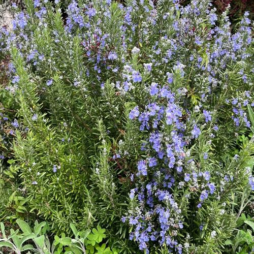 Semillas de romero, semillas para camas elevadas variedades antiguas exóticas balcón cocina jardín jardín balcón silvestres resistentes 200pcs