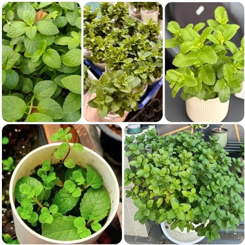 Semillas de menta piperita, menta verde, resistentes para el jardín variedades antiguas semillas de cubierta vegetal 1200pcs