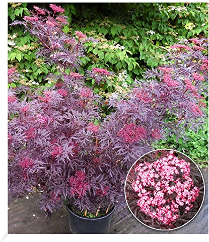 BALDUR Garten Terrassen-Holunder Cherry Lace®, 1 Pflanze, Blüten und reife Beeren vielseitig verwendbar, winterhart, pflegeleicht, Wasserbedarf gering, blühend, Sambucus nigra