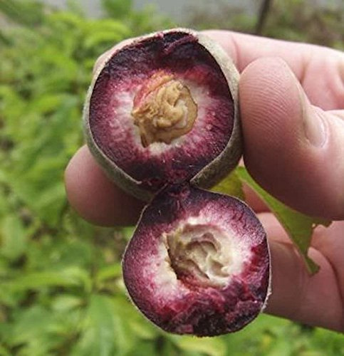 Pfirsich Roter Weinbergpfirsich 60-80cm - Prunus persica - lebende Gartenpflanze aus den Baumschulen