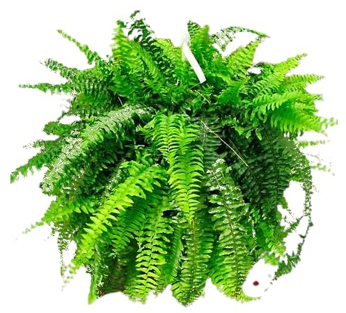 Helecho Colgador XXL Impresionante Planta Natural en Maceta de 20cm