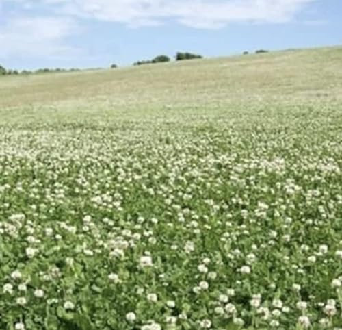 White Clover Seed 500g Green Manure CSH