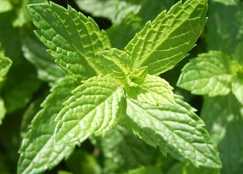 MENTHE MAROCAINE 10+ GRAINES F 216