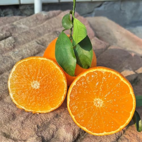 Apfelsinenbaum, geschenke für gartenfreunde Citrus sinensis, Saftorangen, obstbäume kaufen säulenobstbäume obstbaum balkonpflanzen obstsamen für garten 10Samen