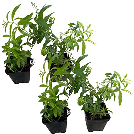Live Aromatic and Edible Herb - Lemon Verbena (4 Per Pack) - Naturally Improves Sleep Quality - 6 Tall by 4 Wide in 1 Pint Pot