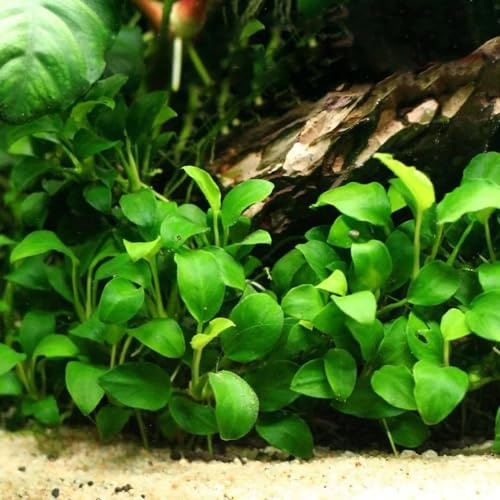wassersamen teich - aquarium gartenpflanzen bodendecker mehrjährig 1200pcs