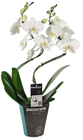 DECOALIVE Phalaenopsis PREMIUM Planta Natural Orquídea Flor Color Blanco, 8435712006057