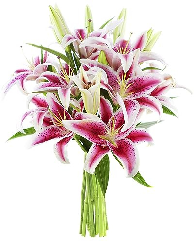 KaBloom PRIME NEXT DAY DELIVERY - Fall Collection - Barbie Pink Lily: Bouquet of 15 Fresh Pink Stargazer Lily ( Farm Fresh). Gift for Birthday, Sympathy,Thank You, Valentine,Mother’s Day Fresh Flowers
