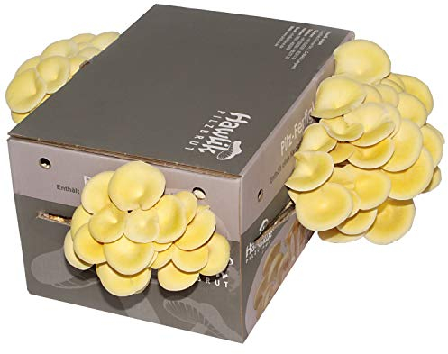 Hawlik Pilzbrut | Limonenpilzkultur I Pilze züchten Set I ohne Vorkenntnisse I kinderleichtes Zuchtset für Zuhause I frische Limonen-Pilze (groß)