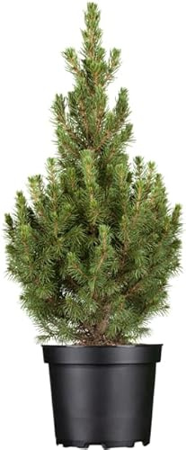 Zuckerhutfichte Picea glauca Conica 30-40 cm Kübel winterhart immergrün | Kompakter Wuchs, kegelförmige Silhouette, ideal für Balkon, Terrasse und Vorgarten, langsam wachsend, robust