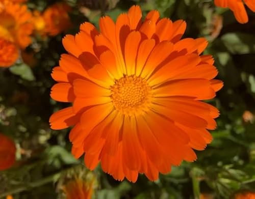100 graines de fleurs de calendula fraîches