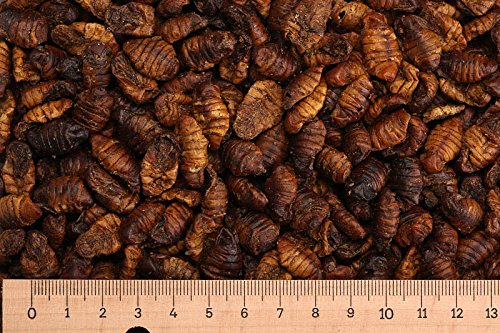 (Grundpreis 6,50 Euro/kg) - 5,0 kg Premium Seidenraupen - Koifutter