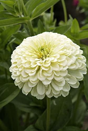 ZINNIA A FIOR DI DAHLIA GIALLO CREMA NR.100 SEMI