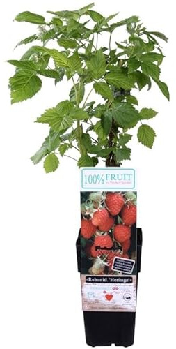 Himbeere Heritage (Rubus idaeus 'Héritage') | Herbsthimbeere, robuste Himbeerpflanze,40-60 cm | winterhart, ertragreich, aromatisch | ideal für Garten, Balkon & Kübelhaltung